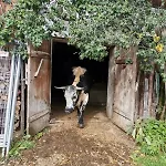 Farm stay Gsenghof *
