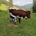 Gsenghof Farm stay *
